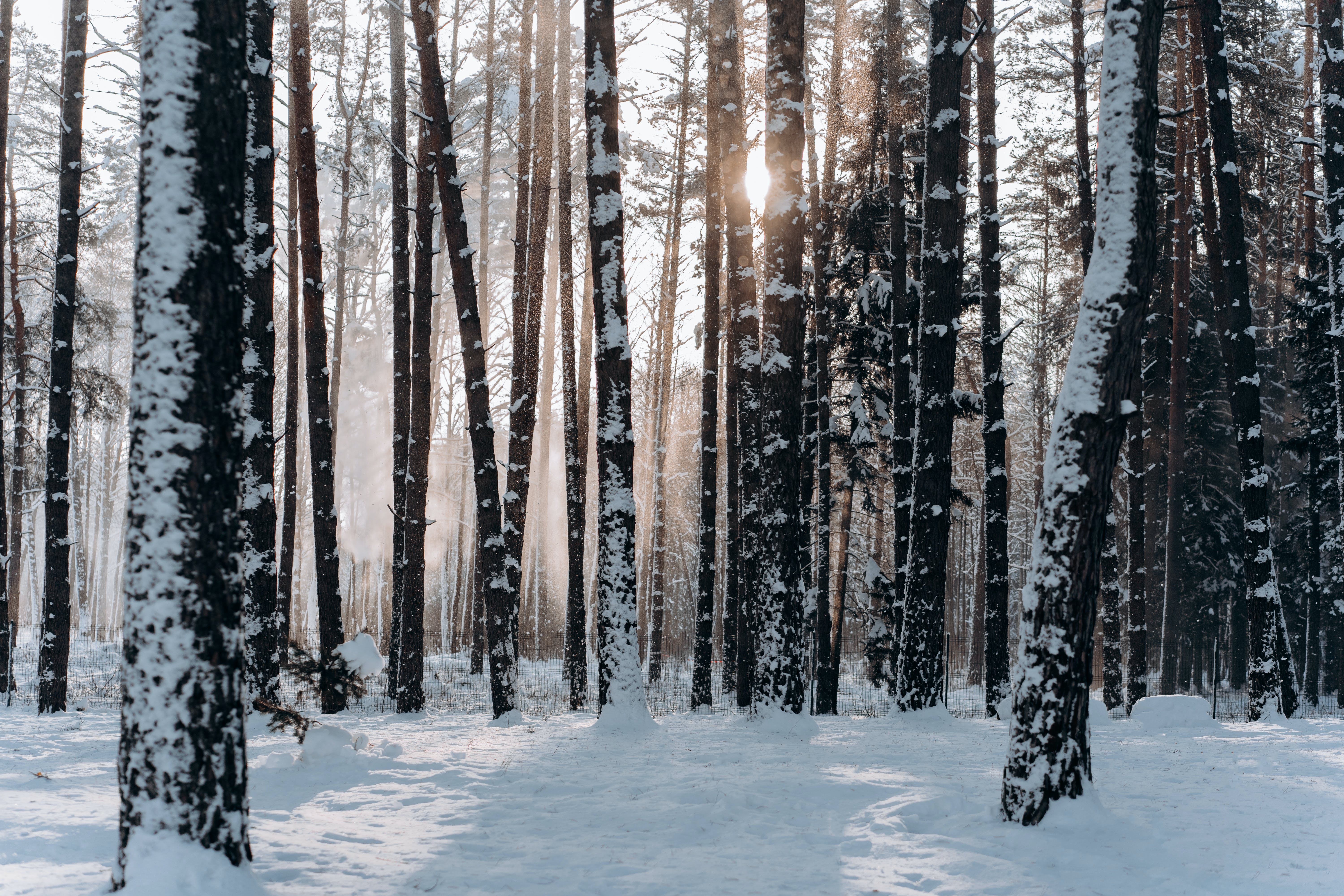 Snowy forest scene