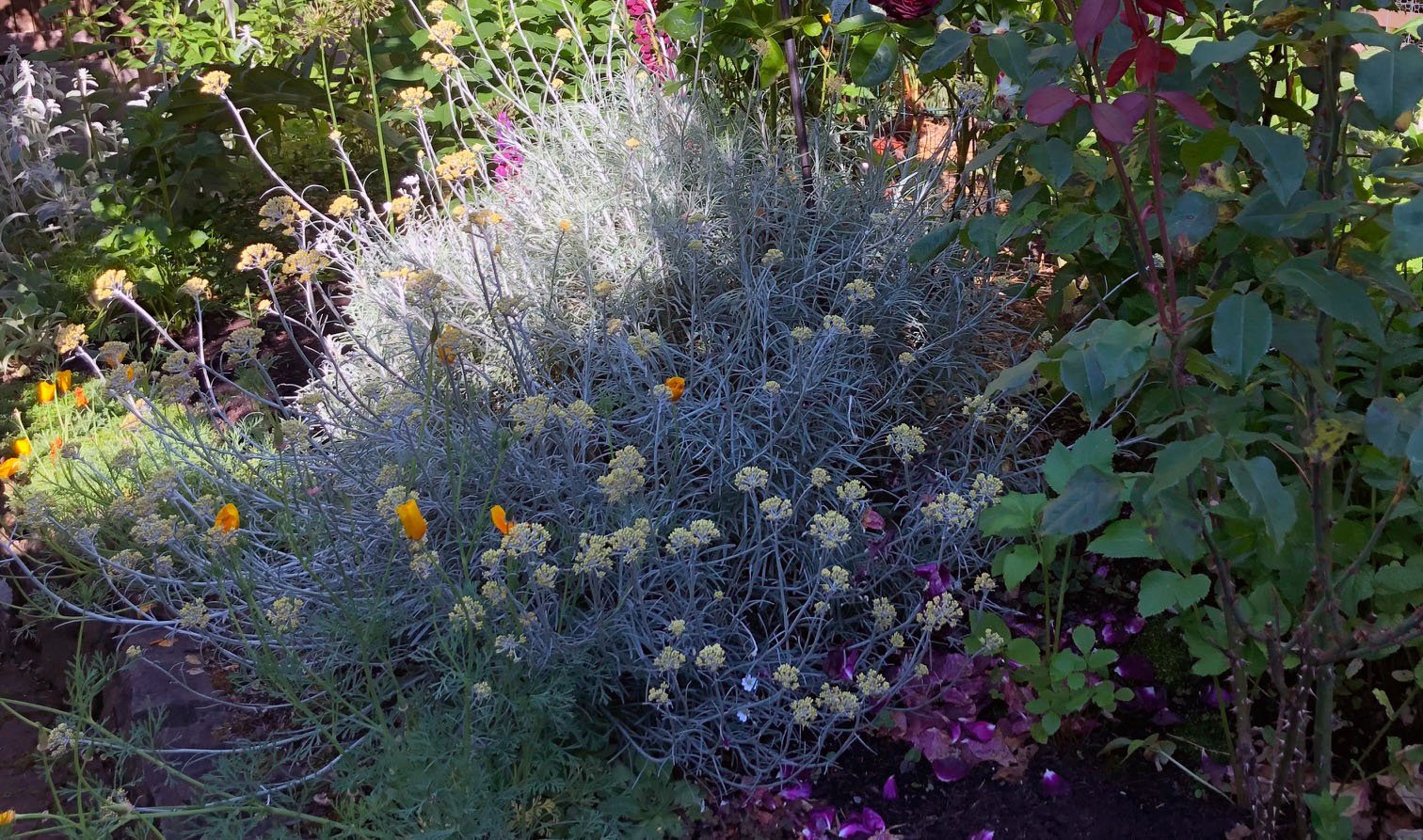 Garden in spring