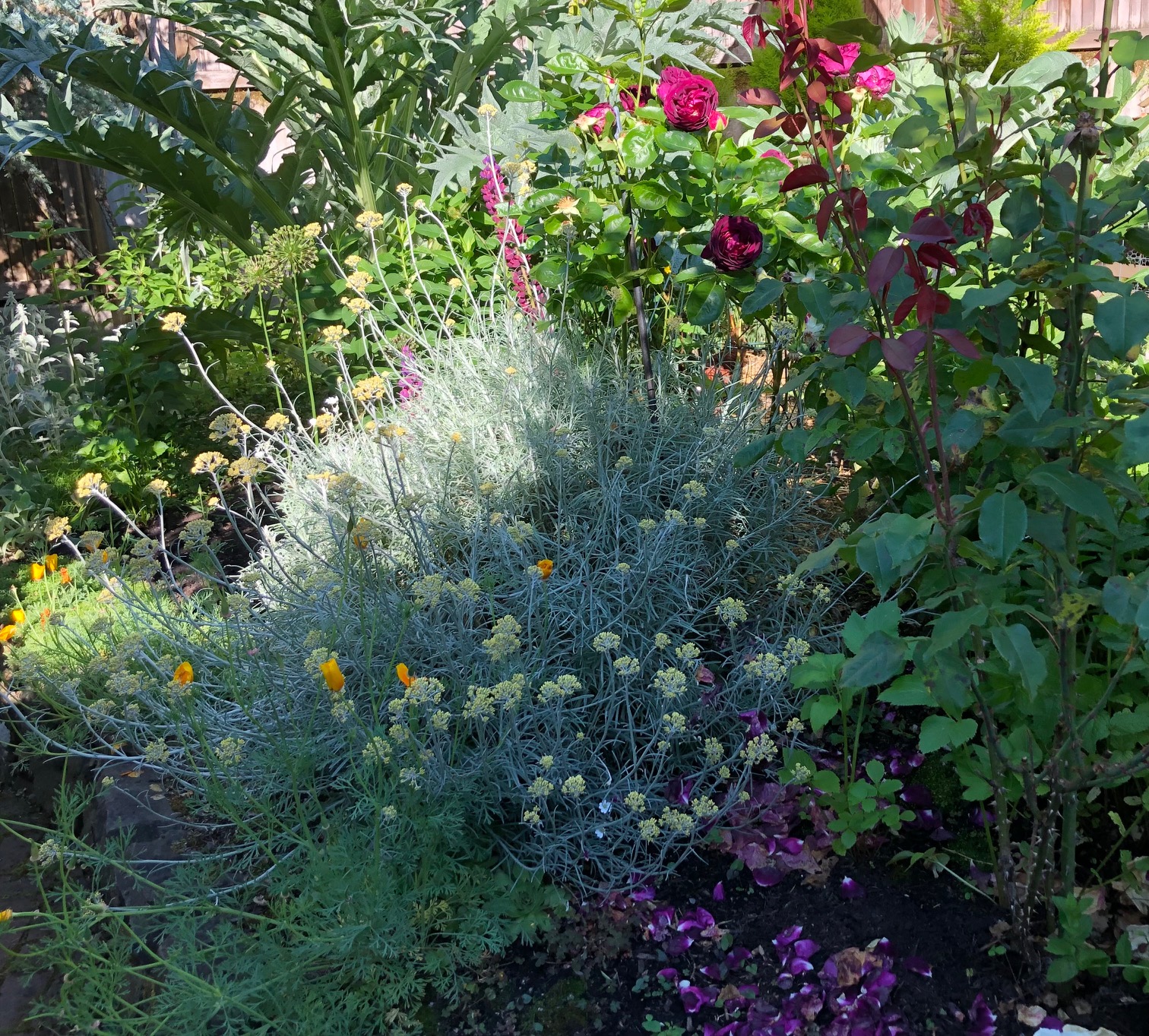 Backyard Flowers