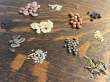 examples of seeds on a tabletop