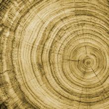 Tree cross section
